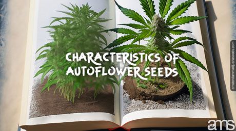 guide opened on a page with an autoflowering plants and seeds
