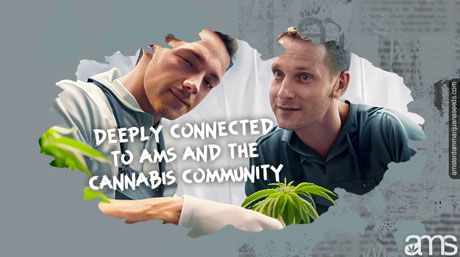two breeders with marijuana plant