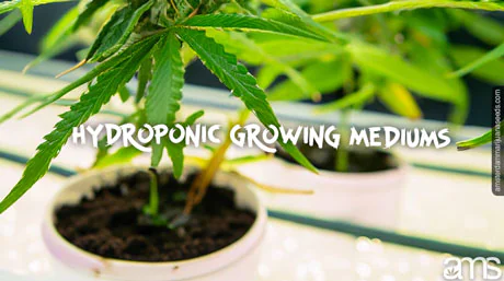cannabis plants grow in hydroponic system