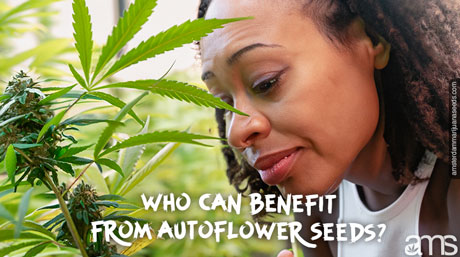 effortless cultivation autoflower weed seeds AMS