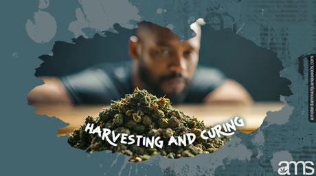 Man looks at his curated cannabis crop