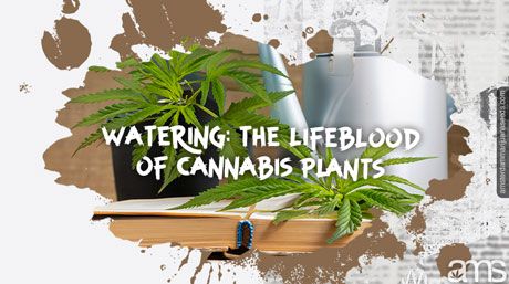 cannabis leaves alongside a guide book and a watering can