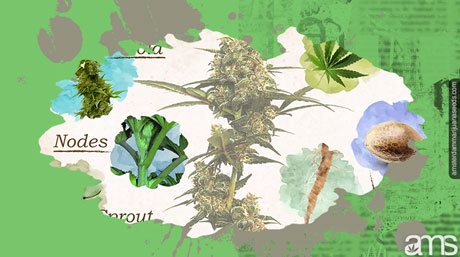 anatomy of plant