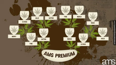 premium ams cannabis seeds