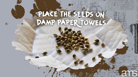 germinate skunk marijuana seeds paper towel