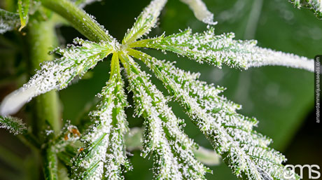 powdery mildew on a cannabis plant