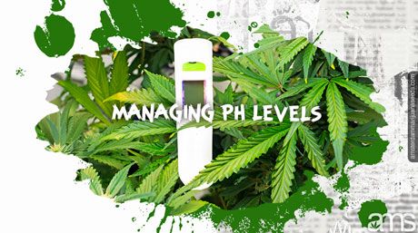 lush cannabis plant and a pH meter