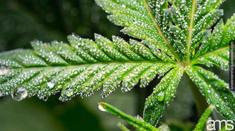 powdery mildew on a weed leaf