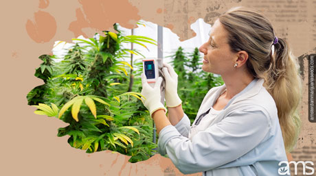 a grower measures values in her growroom