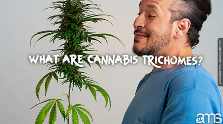 man wonders what are Trichomes