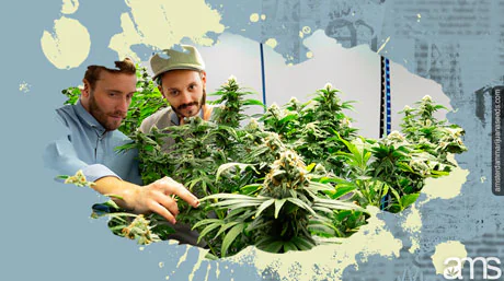 experienced growers in Amsterdam in a grow room