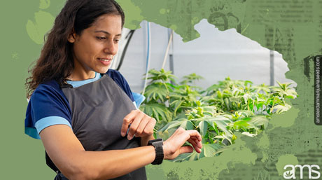 a grower checks the lighting in her growtent