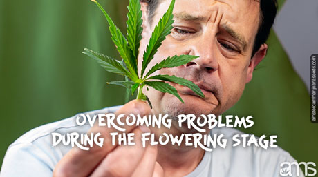 sad man looks at a cannabis leaf with problems