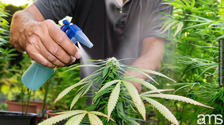 man spraying with apple cider vinegar a weed plant