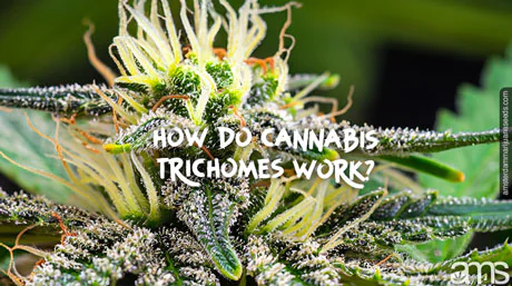 macro of weed Trichomes