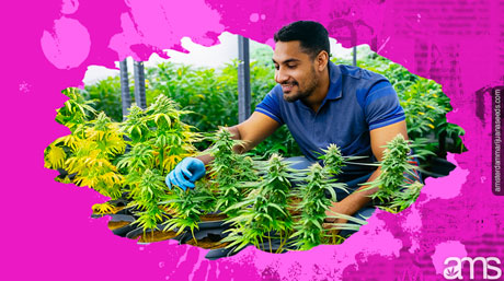 man monitors his weed plants