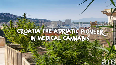view of Split in Croatia and cannabis plants