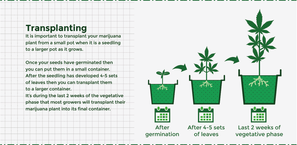 Grow Guide 2020 How To Grow Marijuana for Beginners AMS