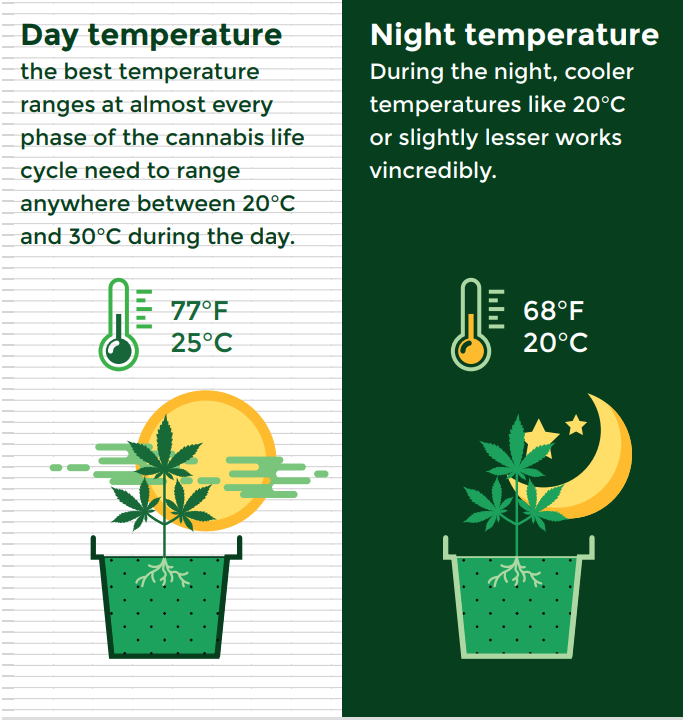 AmsterdamMarijuanaSeeds - AMS Grow Guide