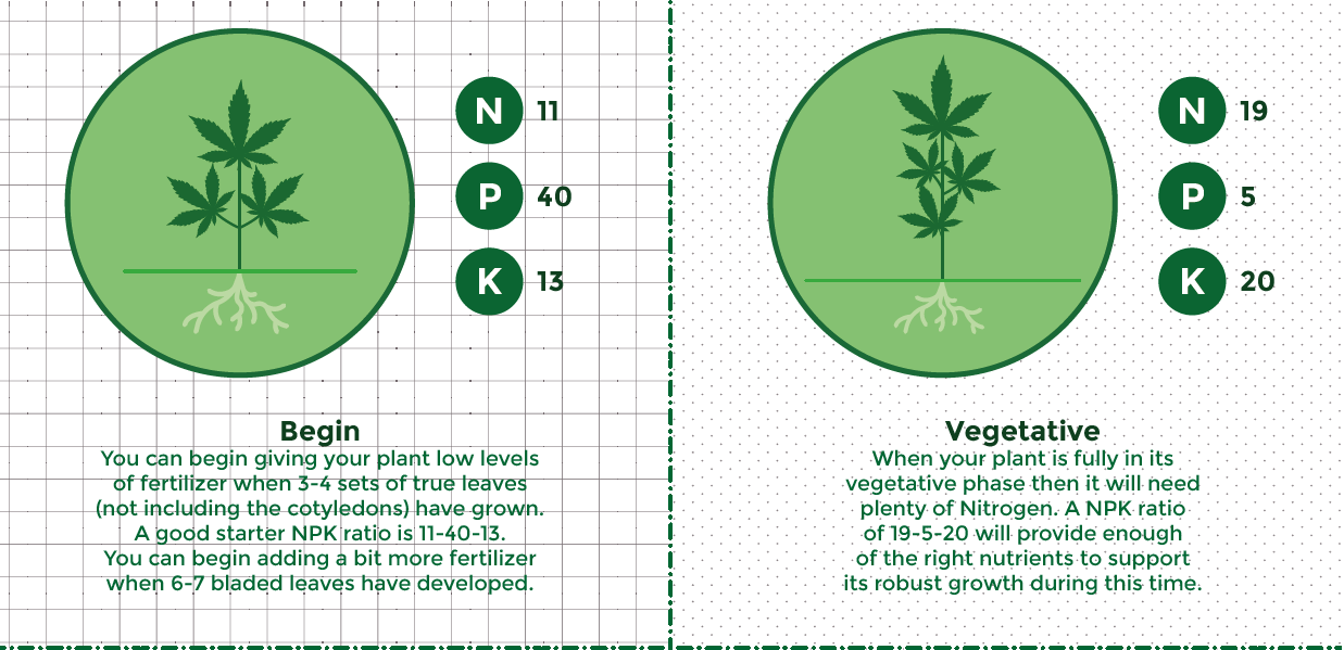 AmsterdamMarijuanaSeeds - AMS Grow Guide