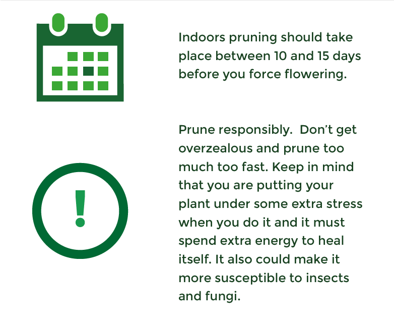 Indoor Pruning