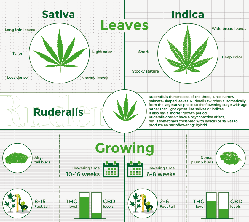 Sativa, Indica, Ruderalis