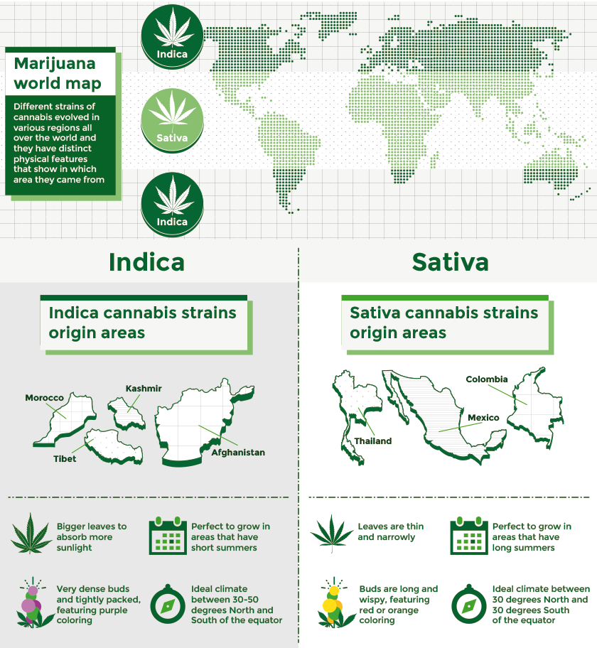 Indica Sativa