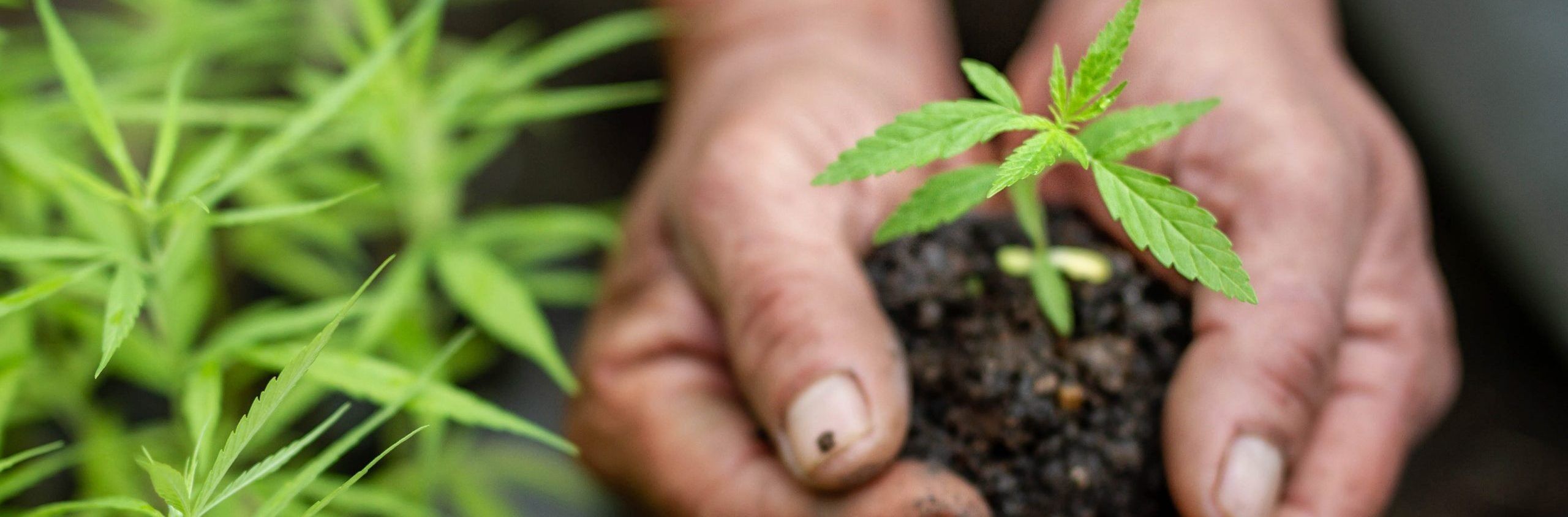 Cannabis seedling in hands