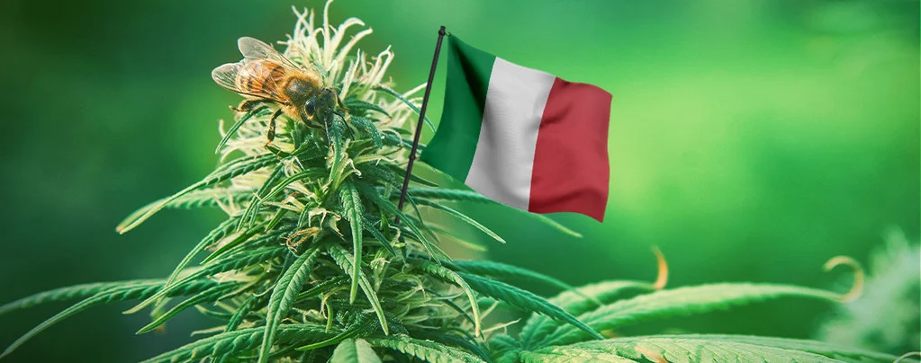 Italy cannabis regulations