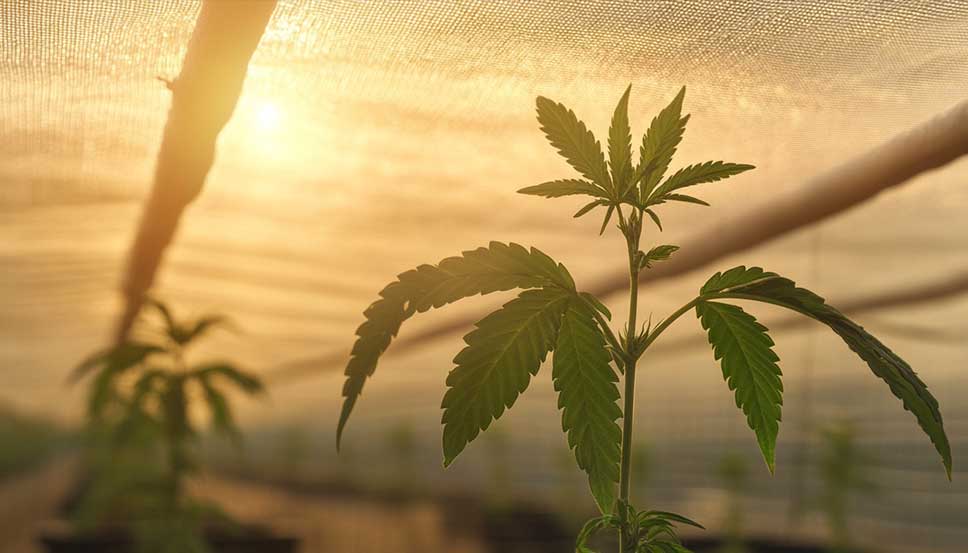 Best shade cloth for cannabis: can weed grow in shade? Cannabis growing under Best shade cloth for cannabis in a controlled outdoor setup