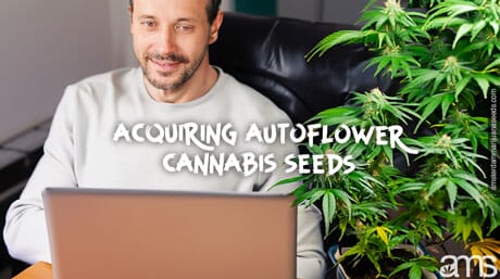 acquiring autoflower cannabis seeds buy cannabis seeds on AMS