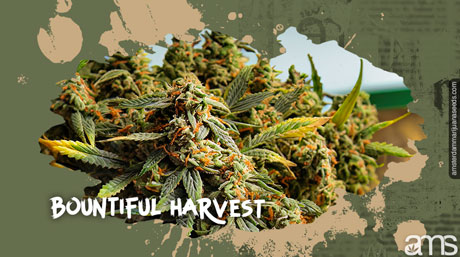 AMS amsterdam marijuana seeds AMS amsterdammarijuanaseeds.com