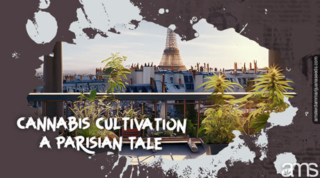 cannabis cultivation parisian tale cannabis plants on a Parisian terrace