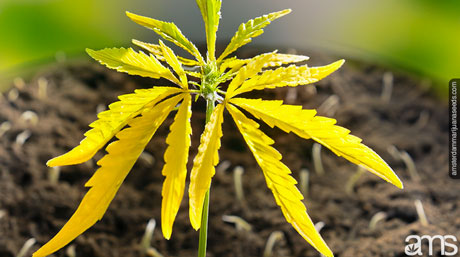 cannabis looking yellow