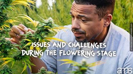 common issues during the flowering stage flowering marijuana plant