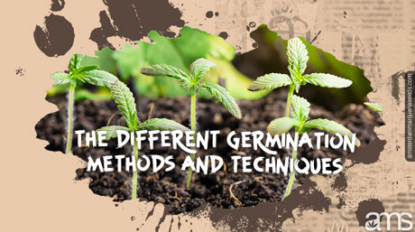 germination methods techniques cannabis seeds germination