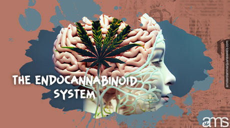 endocannabinoid system endocannabinoid system