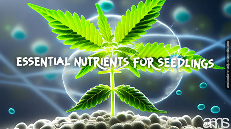 cannabis seedling with nutrients