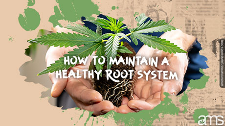 healthy roots of a weed plant