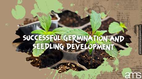cannabis germinating