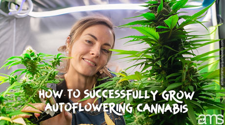 Grower autoflower plants