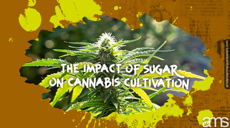 sugar and cannabis cultivation impact of sugar on cannabis cultivation