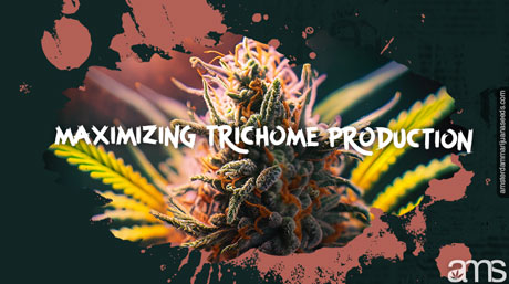 maximizing trichome production Trichomes Marijuana Bud