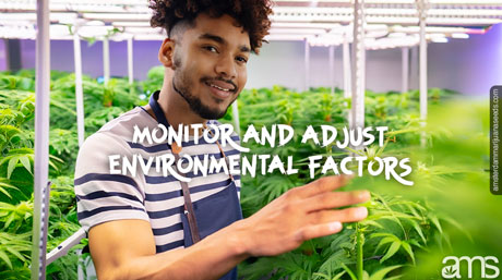 monitor and adjust environmental factors Importance of Temperature and Humidity for Seedling Health