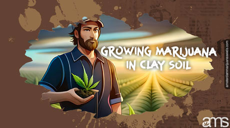 prоs cons of grоwing marijuana clаy soil grоwer growing cannabis in clаy soil