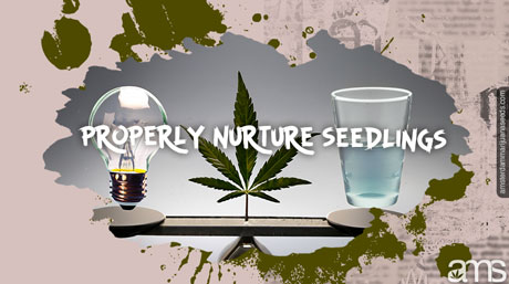 properly nurture seedling properly nurture seedlings