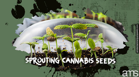 sprouting cannabis seeds cannabis seedlings germinating in a dome