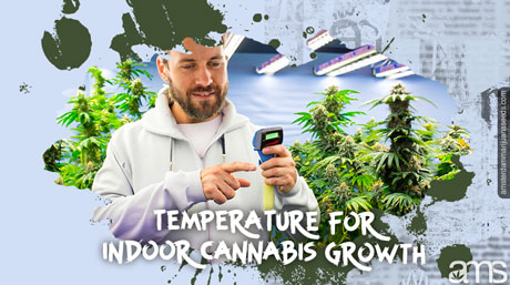 perfect temperature for indoor cannabis growth grower measures the temperature of his cannabis grow room