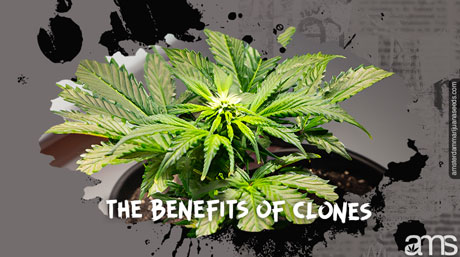 cannabis clones the benefits of cannabis clones