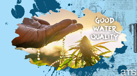 quality water marijuana